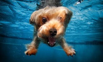 Atque repellendus molestiae
